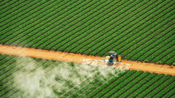Best Termite Control Services  in Three Rivers, CA