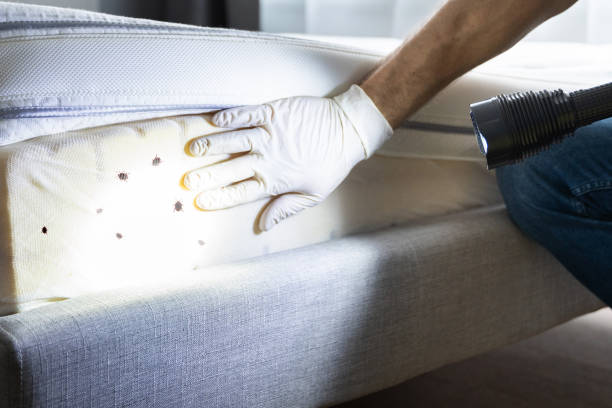 Trusted Three Rivers, CA Pest Control Experts