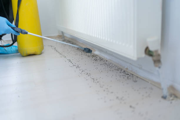 Best Flea Control Services  in Three Rivers, CA